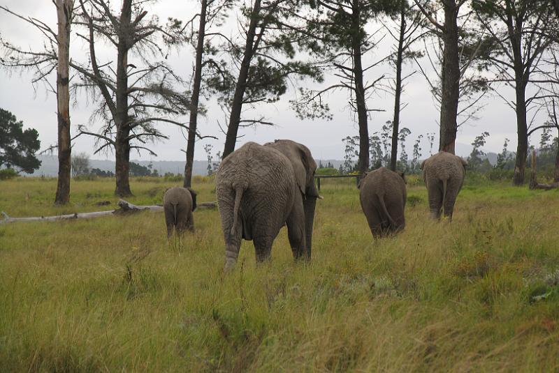 Elephant Sanctuary (17).jpg